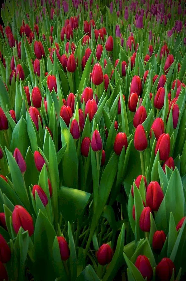 100+ ảnh hoa tulip đẹp rực rỡ · ảnh 1