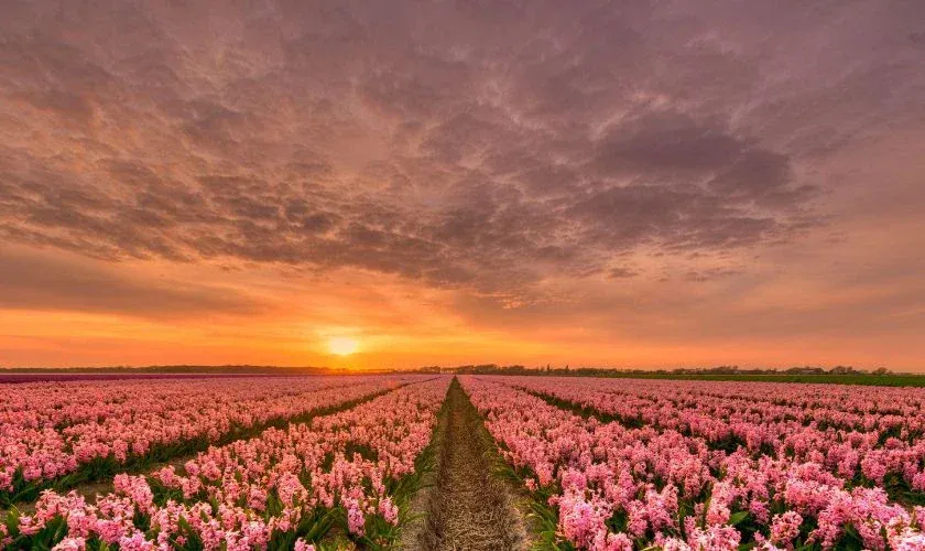 100+ ảnh hoa tulip đẹp rực rỡ