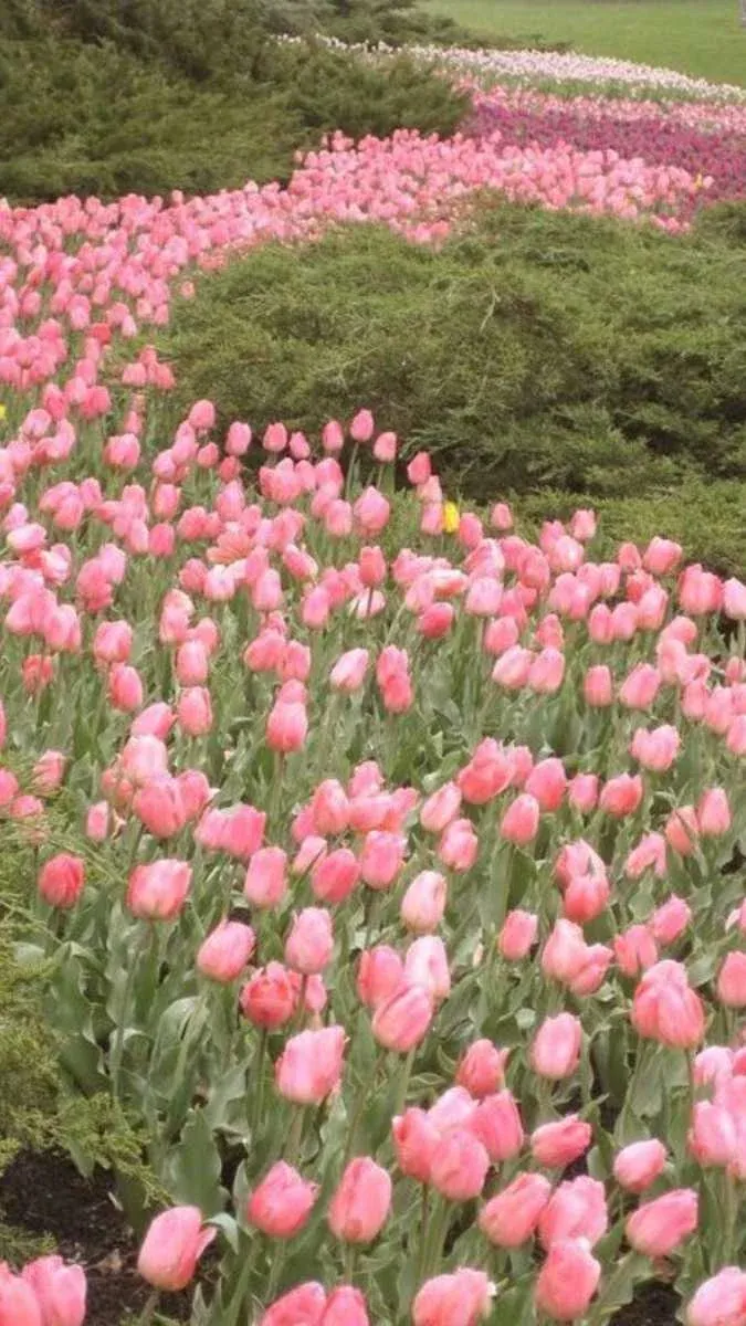 100+ ảnh hoa tulip rực rỡ · ảnh 2